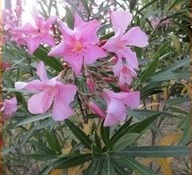 Oleander op de camping